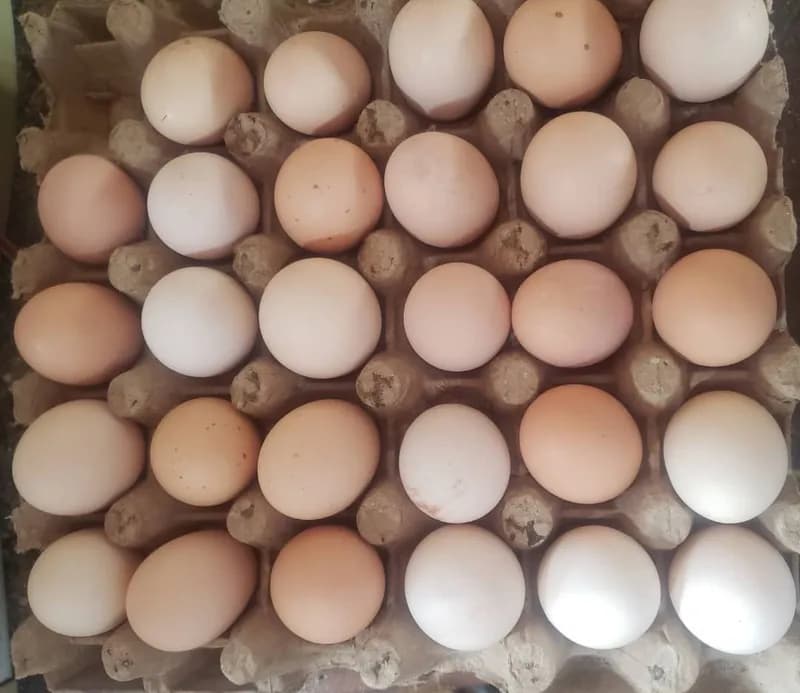 Œufs poules