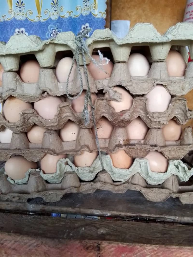 Œufs poules — photo 3