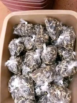Les semences pregermées de palmier Sélectionné TENERA F1 qui produisent après 3 ans campeché pour vos clôtures et fermes et maisons
