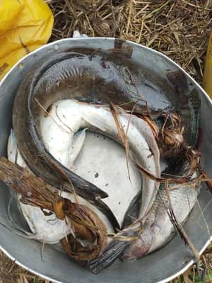 Alevins de tilapias
