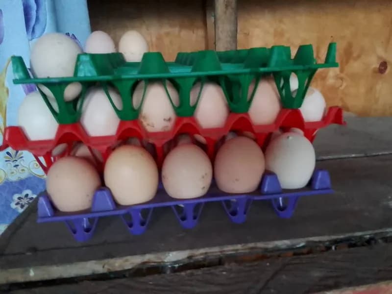 Œufs poules — photo 2