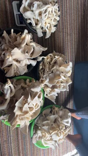 Champignons comestibles