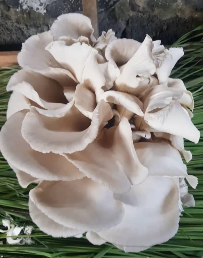 Vente des champignons — photo 2