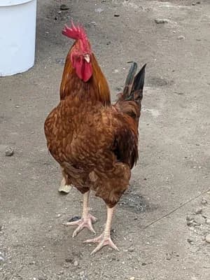 le Coq