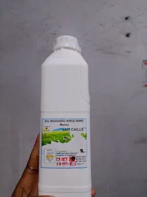 Lait caillée